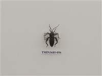 藏品(達安緣椿象)的圖片